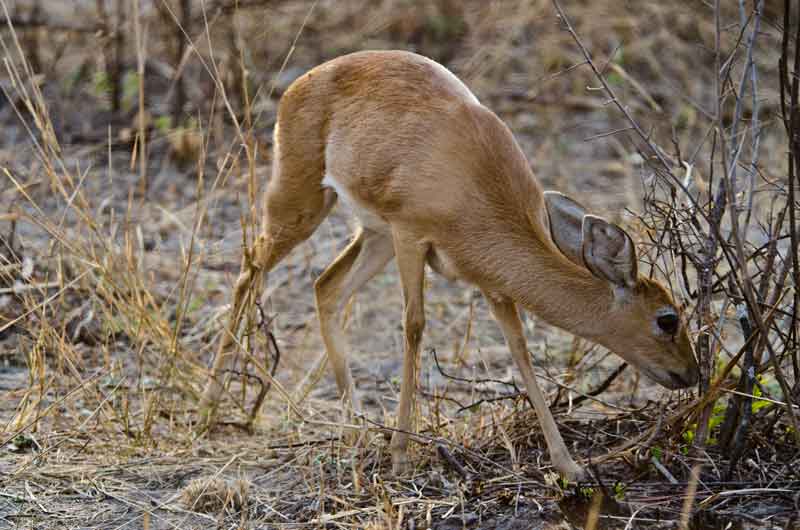 229 - Namibia - antilope Steenbok - parque nacional de Bwabwata
